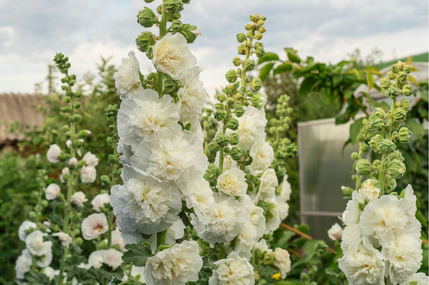 Stockrose ‘Chater's double White’